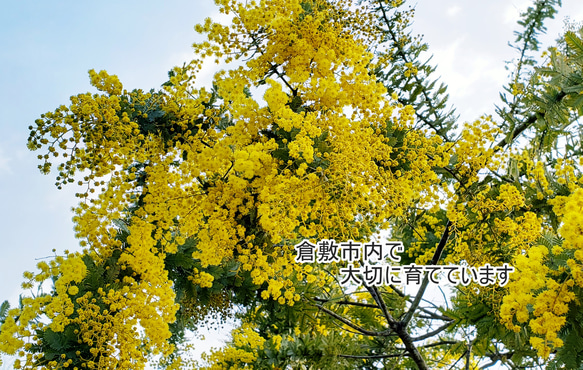 ミモザアカシアの種　50粒　☆育て方　説明書付き☆　花の種 2枚目の画像