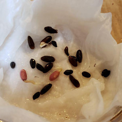 ミモザアカシアの種☆育て方説明書付き☆50粒　花の種 6枚目の画像