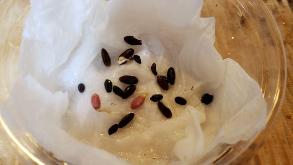 ミモザアカシアの種☆育て方説明書付き☆50粒　花の種 6枚目の画像