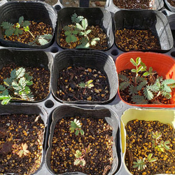 ミモザアカシアの種☆育て方説明書付き☆50粒　花の種 7枚目の画像