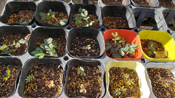 ミモザアカシアの種☆育て方説明書付き☆50粒　花の種 7枚目の画像