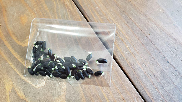 ミモザアカシアの種☆育て方説明書付き☆50粒　花の種 4枚目の画像