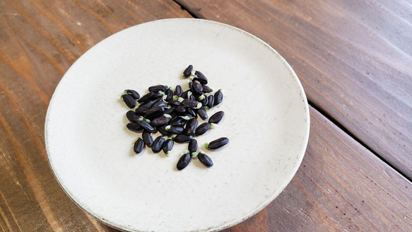 ミモザアカシアの種☆育て方説明書付き☆50粒　花の種 3枚目の画像