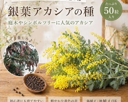 銀葉アカシア　ミモザ　Keiさま専用　17日着分 ミモザ 銀葉アカシアの種☆育て方説明書付き☆50粒 花の種 その他素材