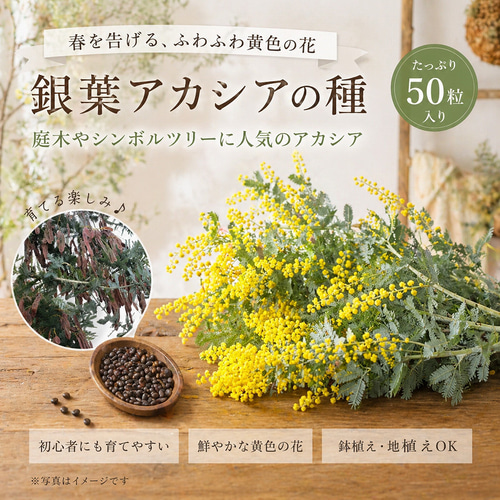 ミモザ 銀葉アカシアの種☆育て方説明書付き☆50粒 花の種 その他素材