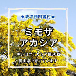 ミモザアカシアの種☆育て方説明書付き☆50粒　花の種 1枚目の画像