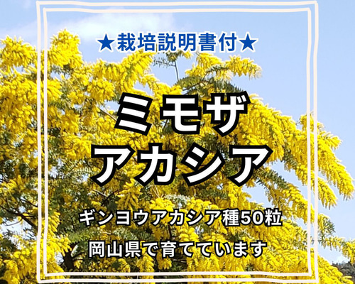 ミモザアカシアの種☆育て方説明書付き☆50粒 花の種 その他素材