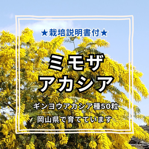 ミモザアカシアの種☆育て方説明書付き☆50粒　花の種 1枚目の画像
