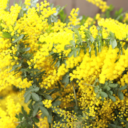 ミモザアカシアの種☆育て方説明書付き☆50粒　花の種 2枚目の画像