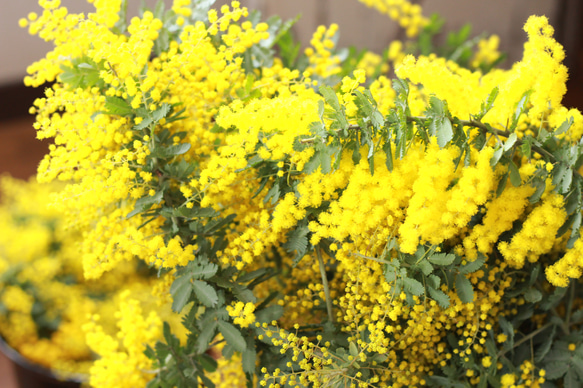 ミモザアカシアの種☆育て方説明書付き☆50粒　花の種 2枚目の画像