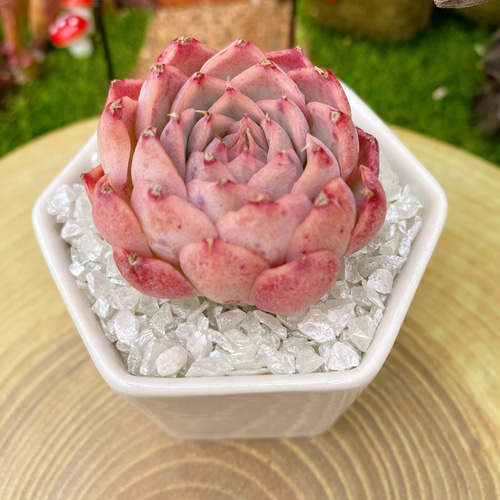 超極太 金の成る木 成金草 クラッスラ 鉢植え 金のなる木【成金草】