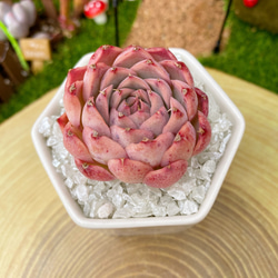 新品種高級苗】超人気 ストロベリーアーモンド 多肉植物 厳選
