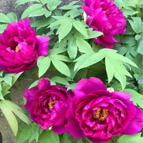 牡丹は百花の王【紫晃】ダークパープルの品のある 且つ豪華さを持つ