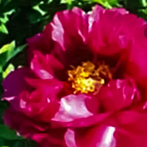 牡丹は百花の王【紫晃】ダークパープルの品のある 且つ豪華さを持つ