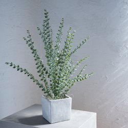 小葉ユーカリのコンクリートポット（オンリーワングリーン　観葉植物） 1枚目の画像