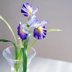 （水換え不要）花菖蒲の小瓶挿し　【ハナショウブ花しょうぶ】 2枚目の画像