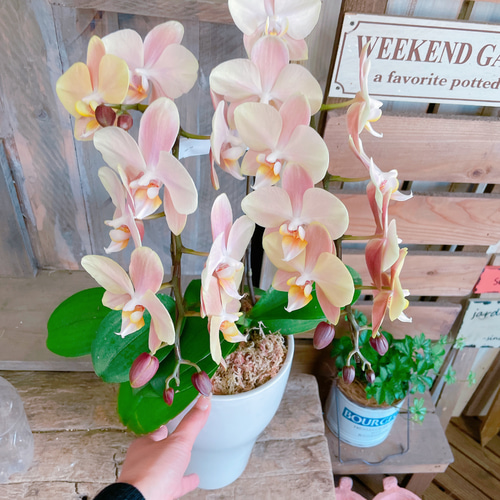 現品のみ！素敵なラン♡【オシャレなお色の胡蝶蘭】陶器鉢♡贈り物や