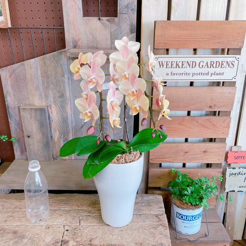 椎名洋ラン園 / お取り分けできる胡蝶蘭 シェアオーキッド
