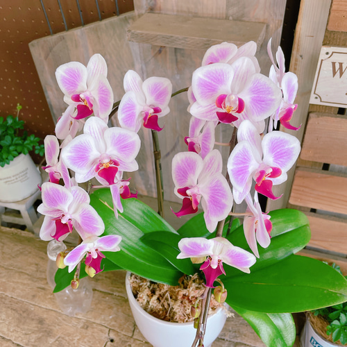 現品のみ！素敵なラン♡【ピンクの可愛い胡蝶蘭】陶器鉢♡贈り物や