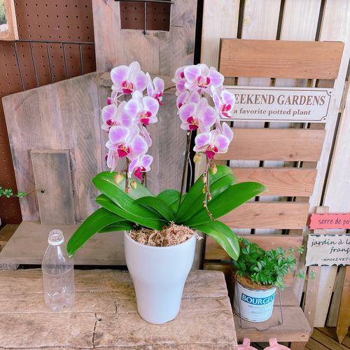 現品のみ！素敵なラン♡【ピンクの可愛い胡蝶蘭】陶器鉢♡贈り物や