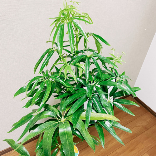 【現品】シェフレラ・アンガスティフォリア　曲がり　7号　茶鉢（2） 現品】シェフレラ・アンガスティフォリア 曲がり 7号 茶鉢（1）