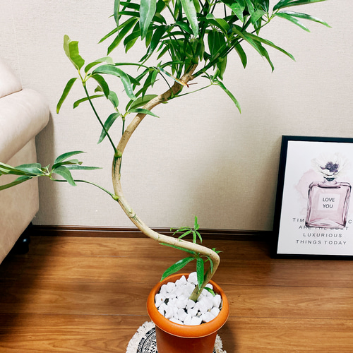 在庫］シェフレラ アンガスティフォリア 曲がり 7号 観葉植物