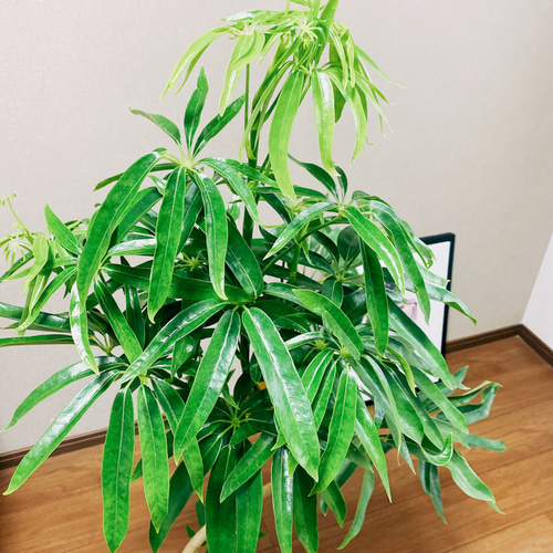 【現品】シェフレラ・アンガスティフォリア　曲がり　7号　茶鉢（１） 現品】シェフレラ・アンガスティフォリア 曲がり 7号 茶鉢（1