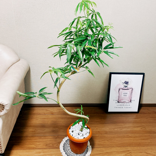 在庫］シェフレラ アンガスティフォリア 曲がり 7号 観葉植物