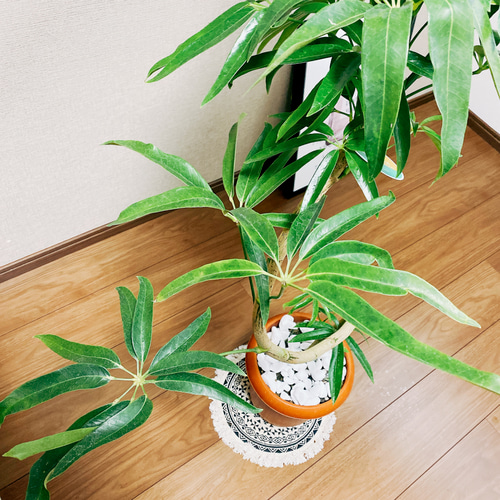 在庫］シェフレラ アンガスティフォリア 曲がり 7号 観葉植物