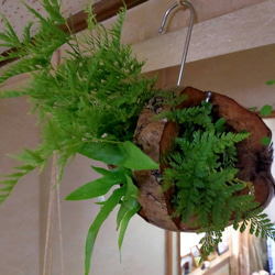 シダ植物寄植えココナッツ鉢★Springフェア 3枚目の画像