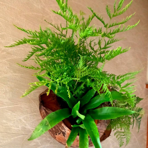 シダ植物寄植えココナッツ鉢 一輪挿し・花瓶・花器 COCOMOMO KOUBO