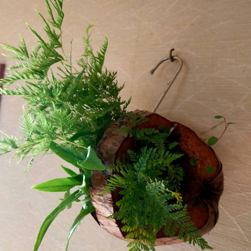 シダ植物寄植えココナッツ鉢 一輪挿し・花瓶・花器 COCOMOMO KOUBO