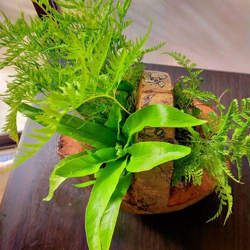 シダ植物寄植えココナッツ鉢 一輪挿し・花瓶・花器 COCOMOMO KOUBO