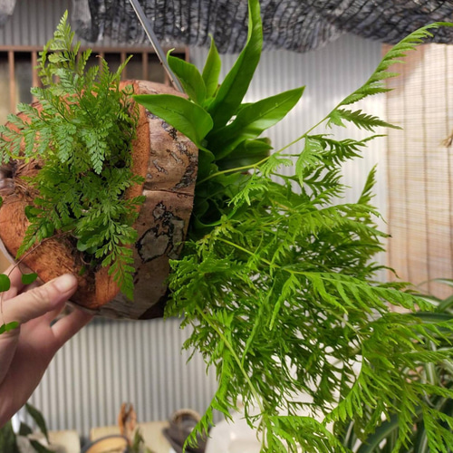 天然自然石・石鉢・寄せ植え鉢・一輪挿し 天然自然石・石鉢・寄せ植え鉢・一輪挿し