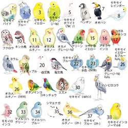 桜のお皿＆スプーンセット（80羽の中からお好きな鳥・インコを選べます） 5枚目の画像