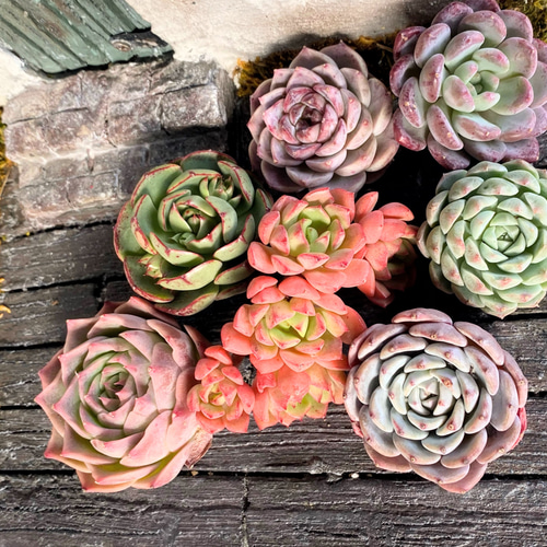 多肉植物　寄せ植え　韓国苗　特大 多肉植物 寄せ植え 韓国苗 特大 - メルカリ