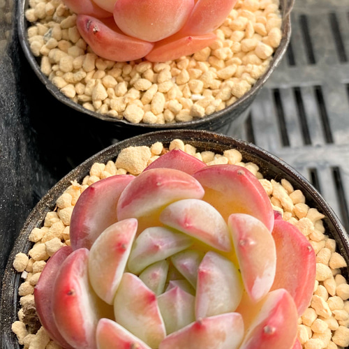 ストロベリーアーモンド 韓国苗 多肉植物 多肉植物 プクニク