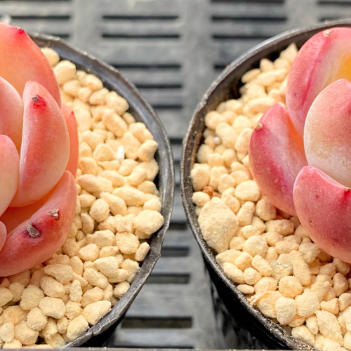 ストロベリーアーモンド 韓国苗 多肉植物 多肉植物 プクニク ストロベリーアーモンド 韓国苗 多肉植物 多肉植物 プクニク