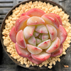 【韓国苗】ストロベリーアーモンド❤︎ Amazon.co.jp: 別 ストロベリーアーモンド3苗2200円 韓国苗多肉