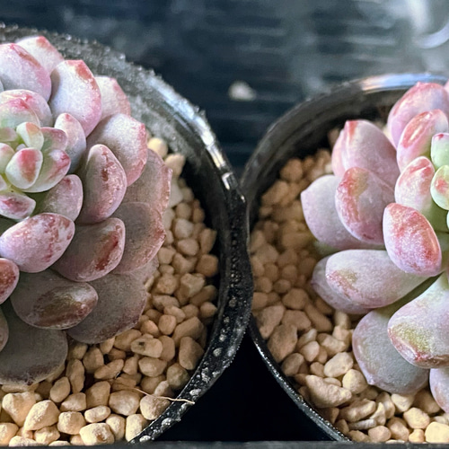 多肉植物アモエナ②韓国苗