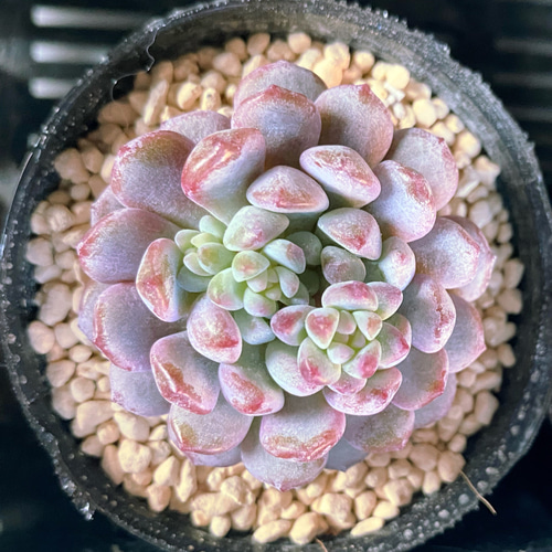 多肉植物アモエナ②韓国苗