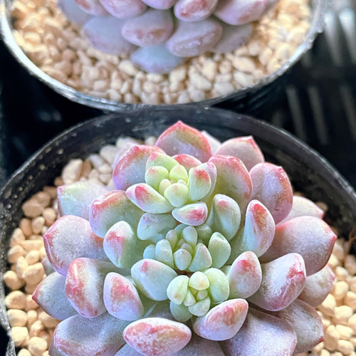 多肉植物アモエナ②韓国苗