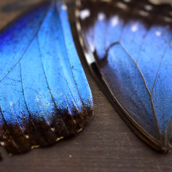 モルフォ蝶の羽　現物　B品（AB5） 2枚目の画像
