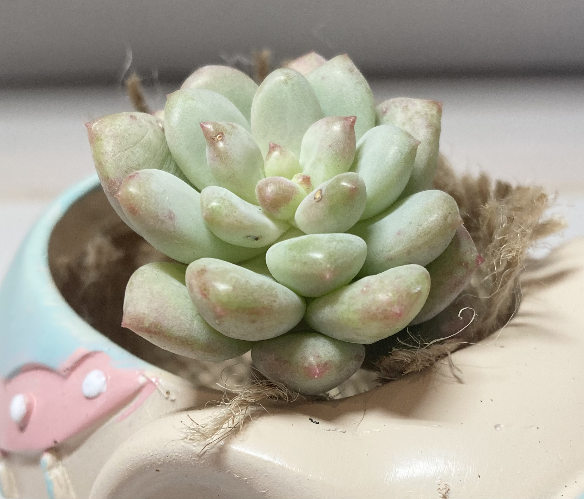 SOLD バブルキャンディ 厳選韓国苗 名前付き 多肉植物 〜Green