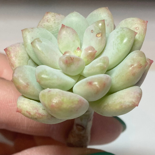 多肉植物 バブルキャンディ リエール苗 観葉植物