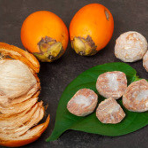 檳榔樹。ビンロウヤシ8号 ビンロウ | 公益社団法人 日本薬学会