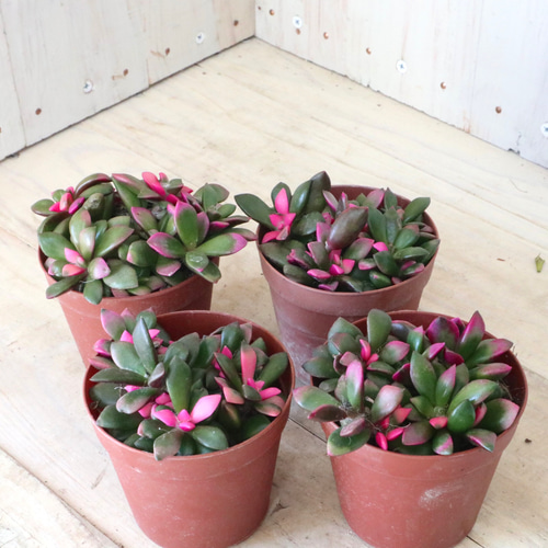 桜吹雪(^^)多肉植物正規品♡桜吹雪入荷しました！！