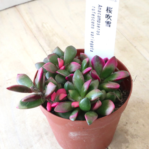 アナカンプセロス♡桜吹雪♡多肉植物♡1鉢♡ 多肉植物 nico flowers