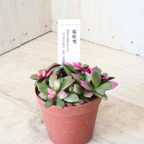 アナカンプセロス♡桜吹雪♡多肉植物♡1鉢♡ 多肉植物 nico