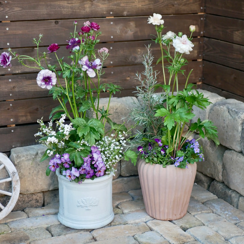 毎年たわわに咲いてくれる 綾園芸さんラナンキュラスラックス